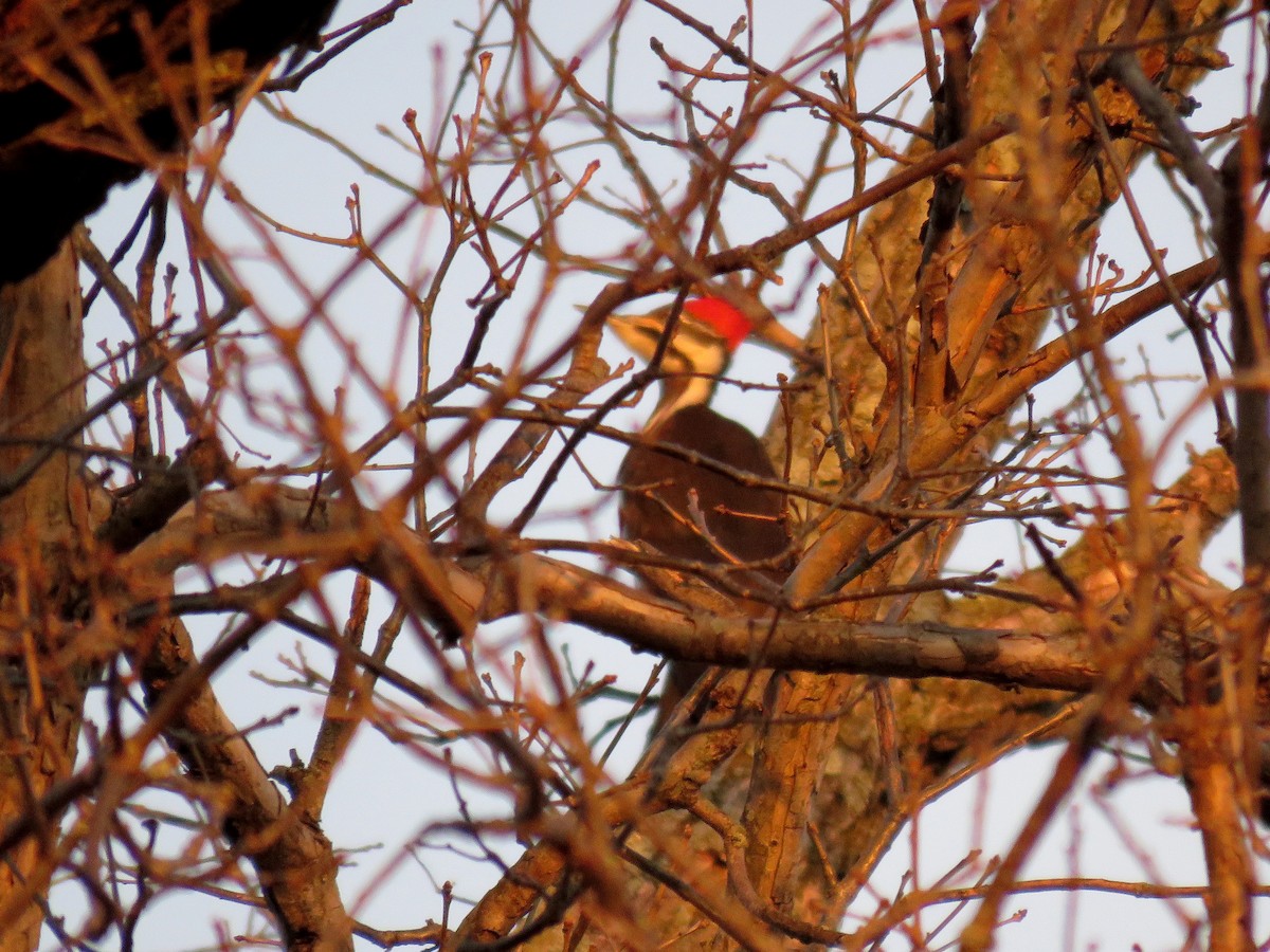 Pileated Woodpecker - Brian Henderson