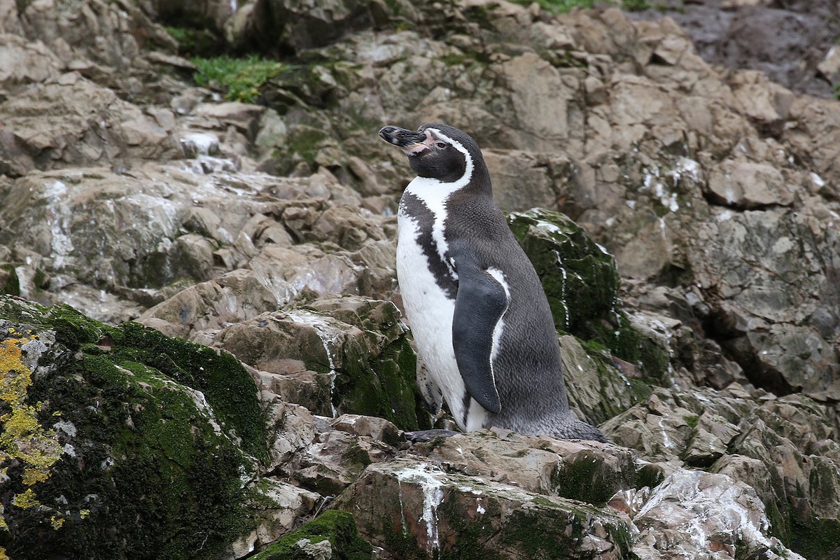 tučňák Humboldtův - ML252107381