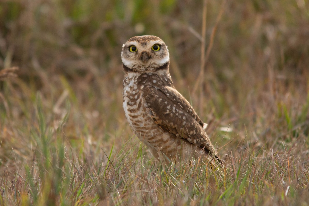 Burrowing Owl - ML252114701