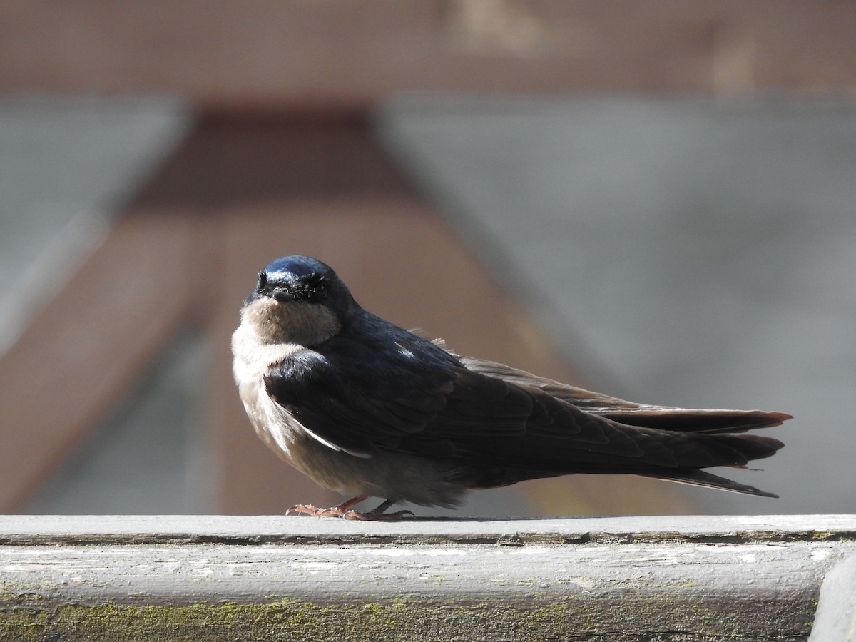 Brown-bellied Swallow - Ibeth Alarcón
