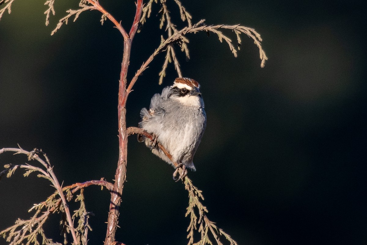 Striped Sparrow - German Garcia