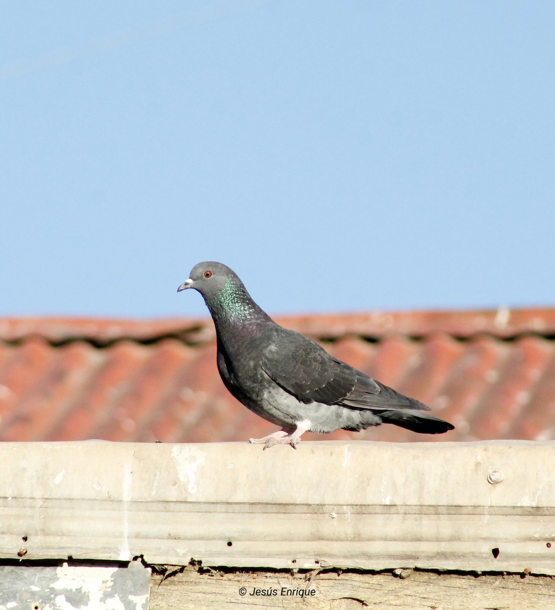 Rock Pigeon (Feral Pigeon) - jesus  enrique