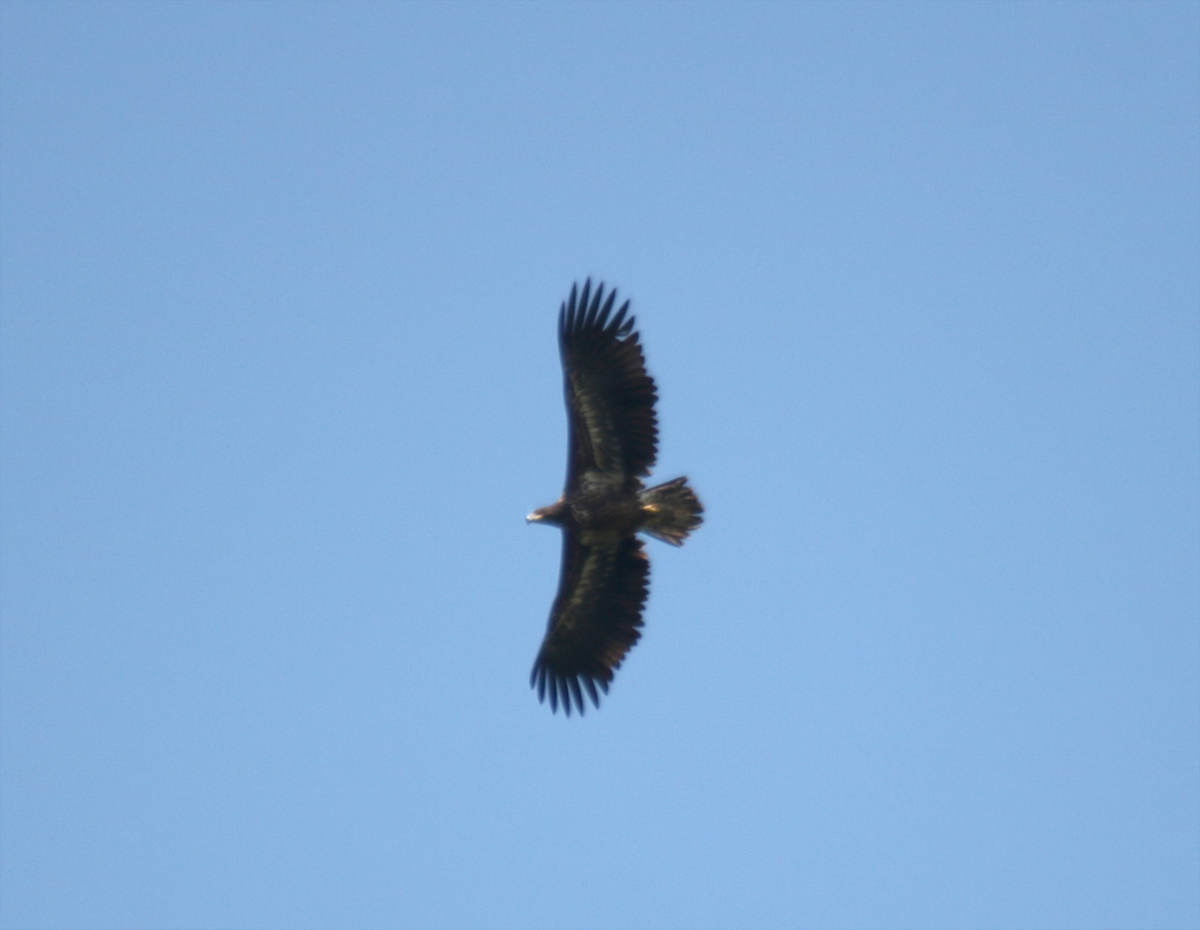 White-tailed Eagle - ML252120481
