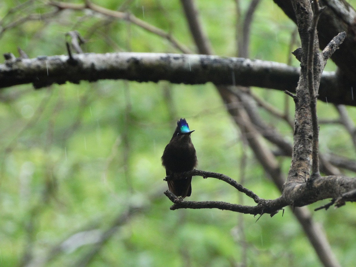 Antillean Crested Hummingbird - Kenrith Carter
