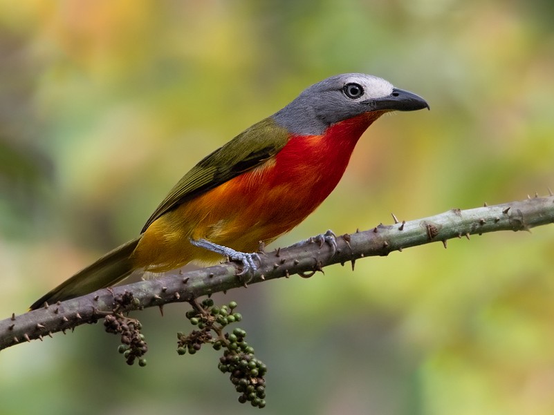 Fiery-breasted Bushshrike - Dubi Shapiro