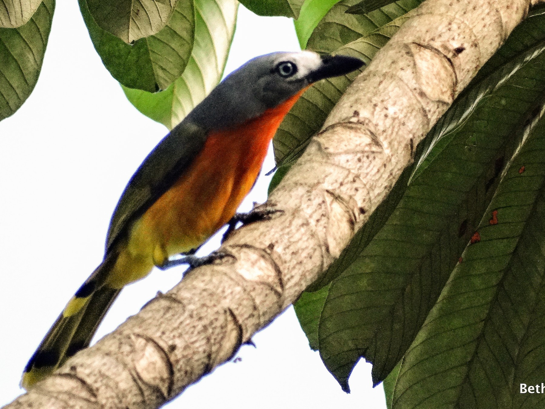 Fiery-breasted Bushshrike - Bethany Kittredge