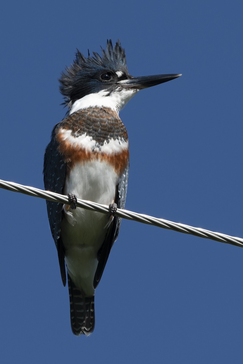 Belted Kingfisher - ML252132491