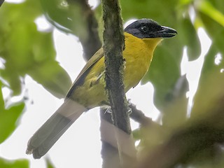  - Uluguru Bushshrike