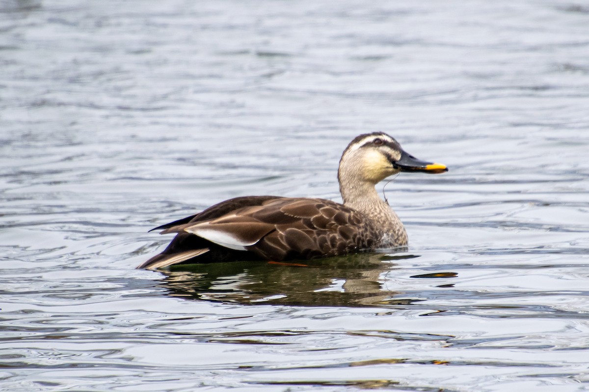 Eastern Spot-billed Duck - William Kelley