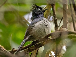  - Blue-headed Crested Flycatcher