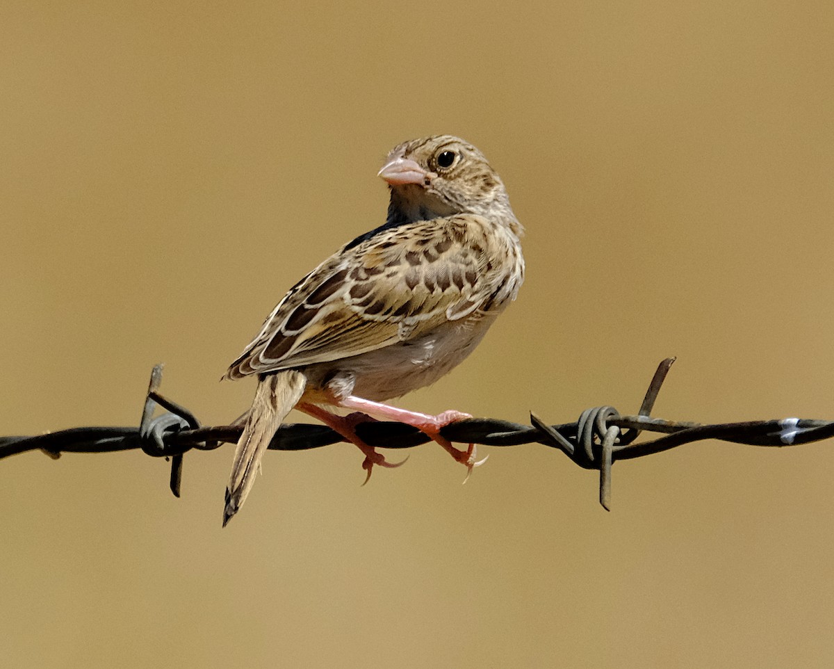 Grasshopper Sparrow - ML252137351