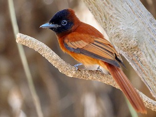 雌鳥 (Red-bellied) - Josep del Hoyo - ML252139451