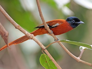  - Black-headed Paradise-Flycatcher (Red-bellied)