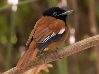 Male (Red-bellied) - Peter Kennerley - ML252139531