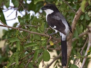 Alcaudón Colilargo - eBird