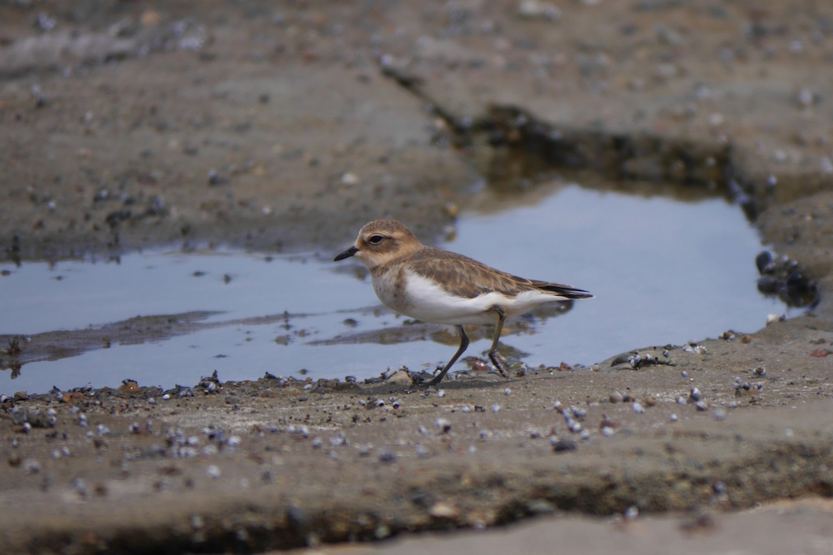 Double-banded Plover - ML25215641