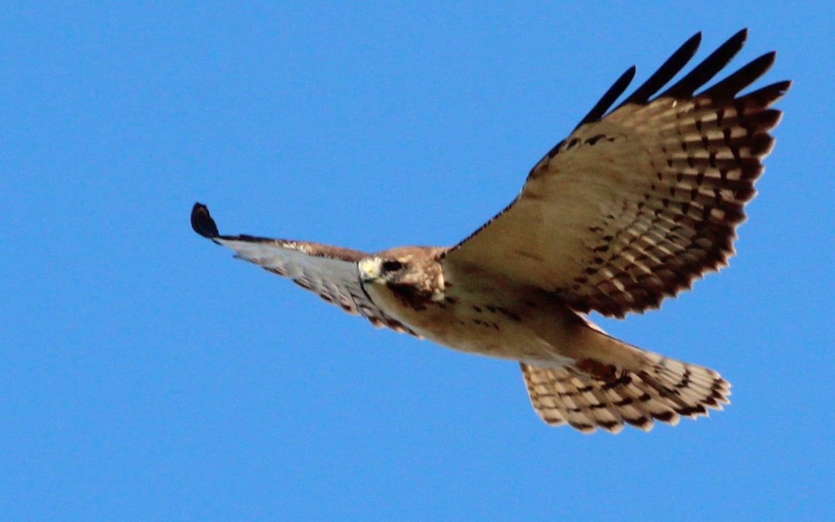 Short-tailed Hawk - ML252158121