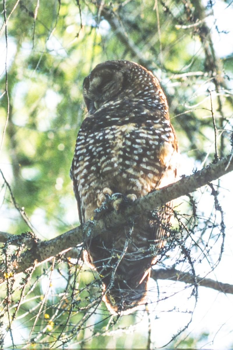 Spotted Owl - Tom Crabtree