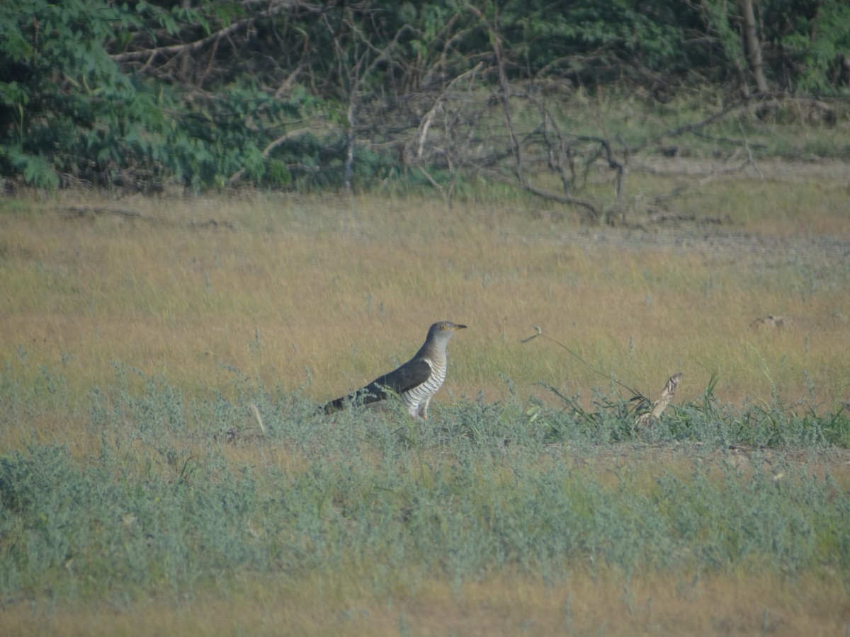 Common Cuckoo - Kadambari Devarajan