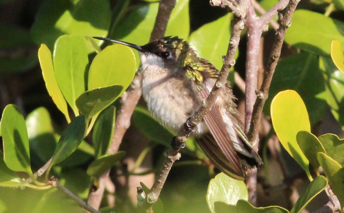 Ruby-throated Hummingbird - Gary Leavens