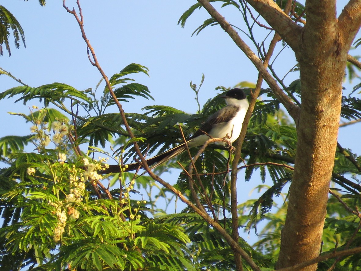 Fork-tailed Flycatcher - Rita Souza