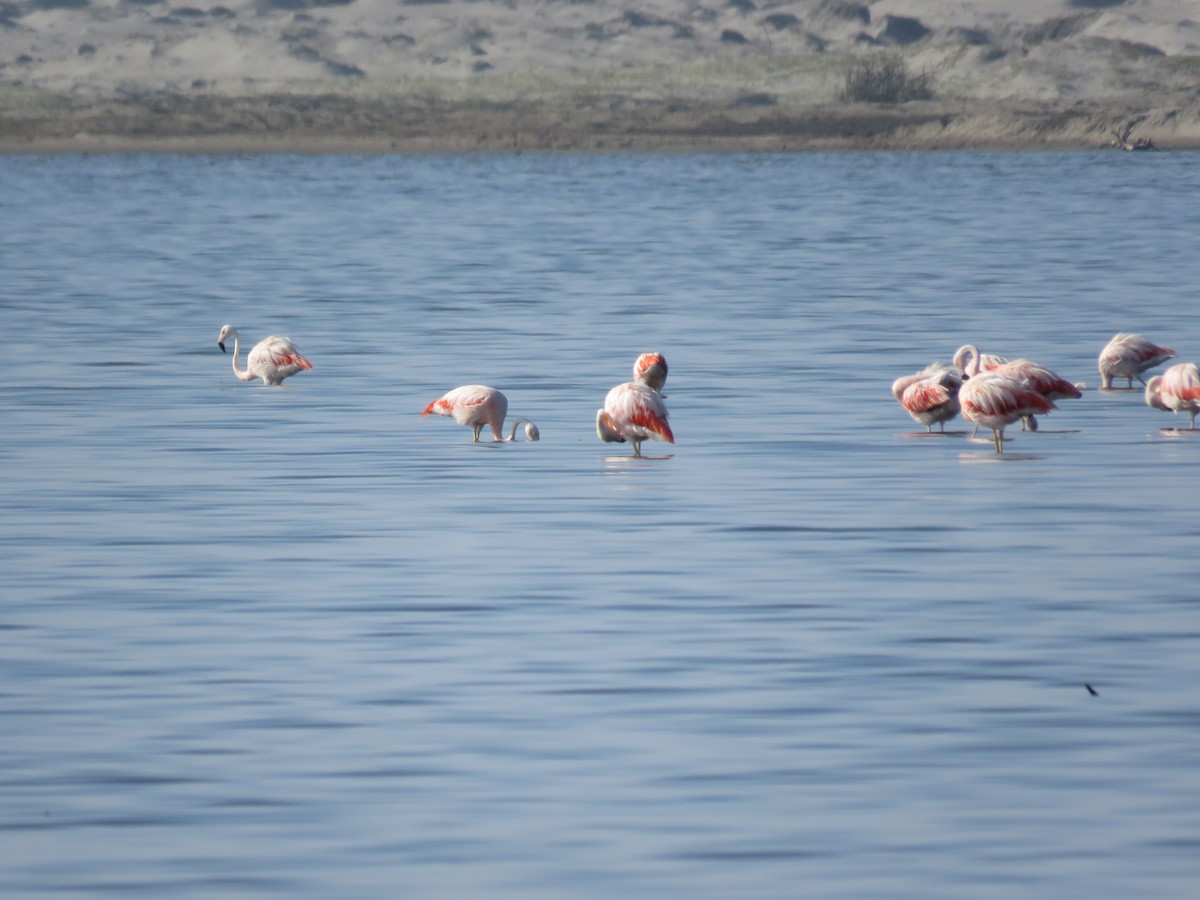 Chilean Flamingo - ML25216651