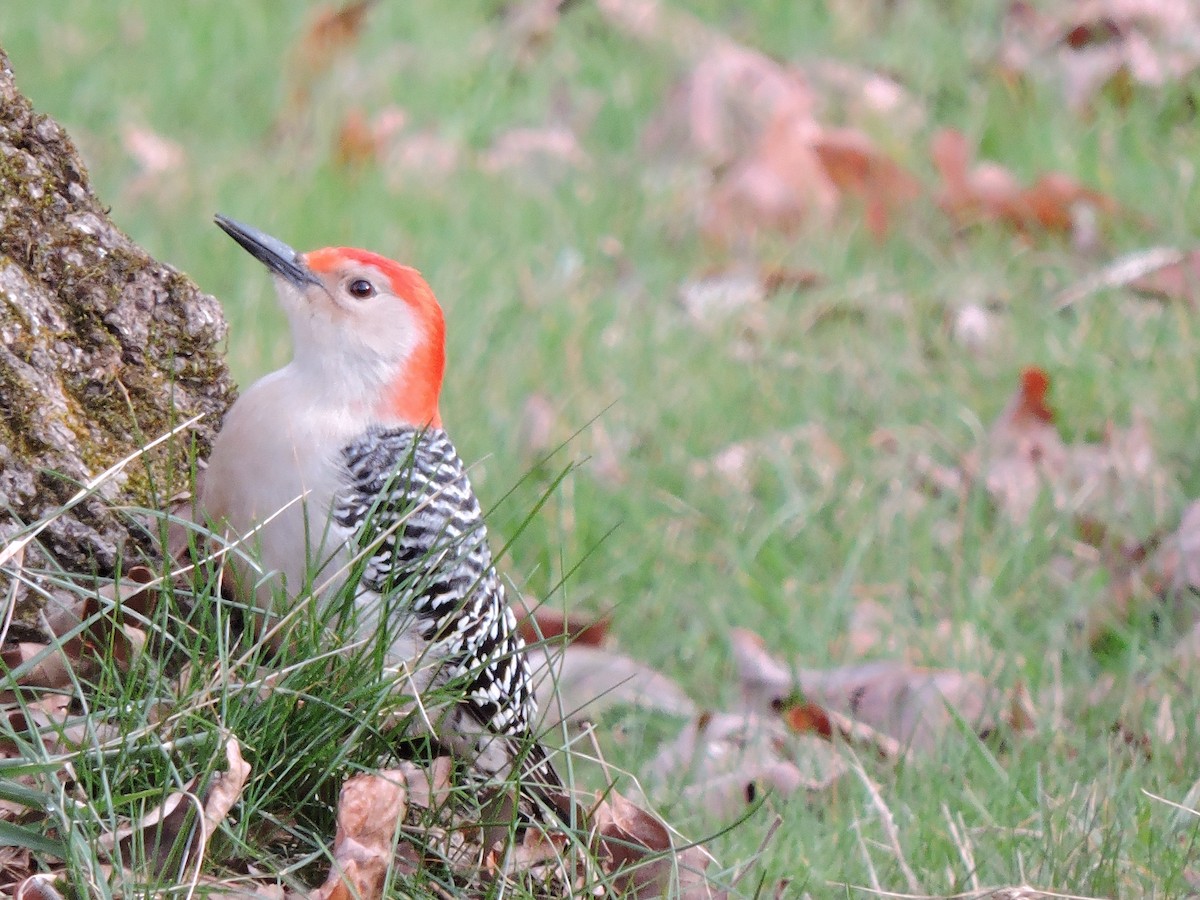 Red-bellied Woodpecker - ML25216761