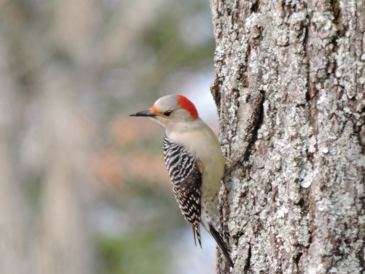 Red-bellied Woodpecker - ML25216801