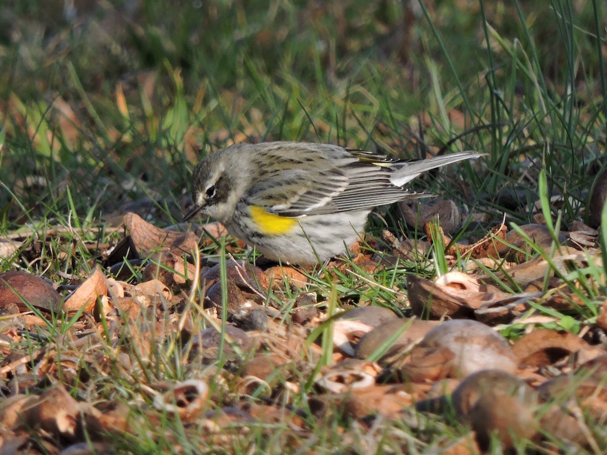 Yellow-rumped Warbler - S. K.  Jones
