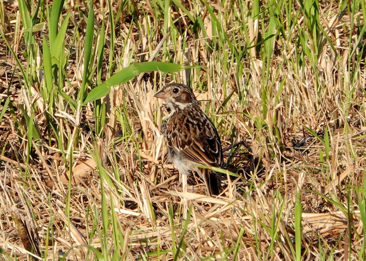 Vesper Sparrow - jerry pruett