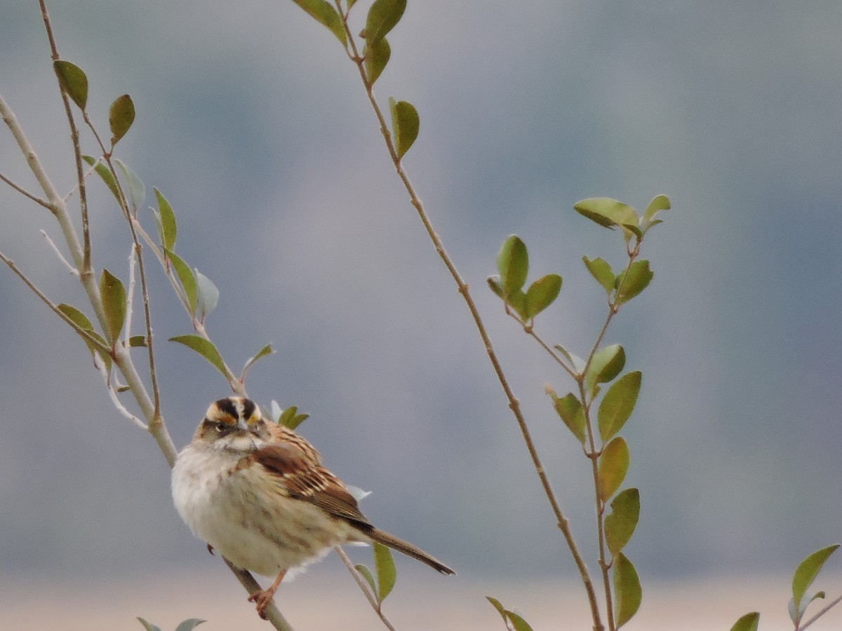 White-throated Sparrow - ML25217071