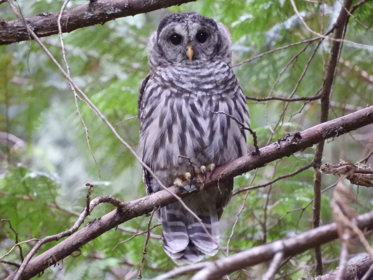 Barred Owl - ML252170991