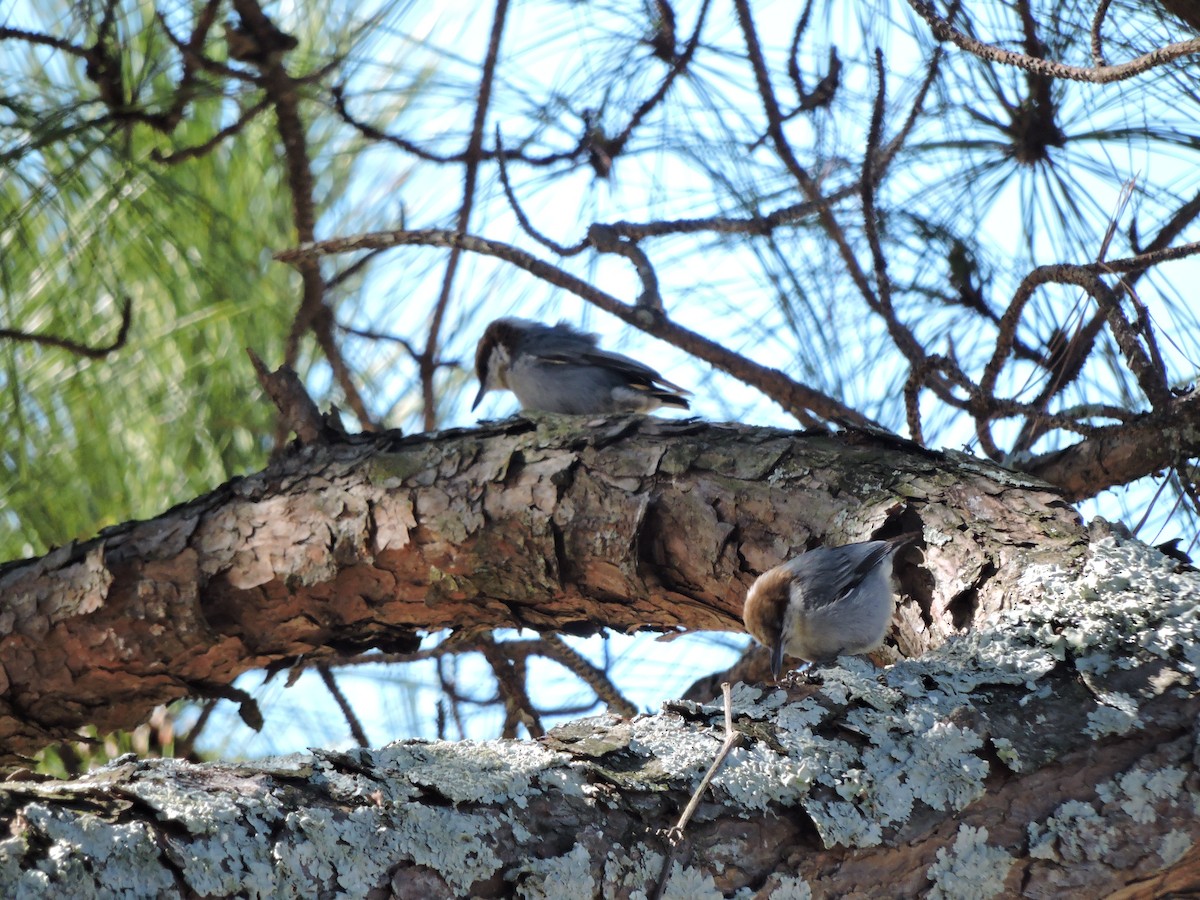 Brown-headed Nuthatch - ML25217371