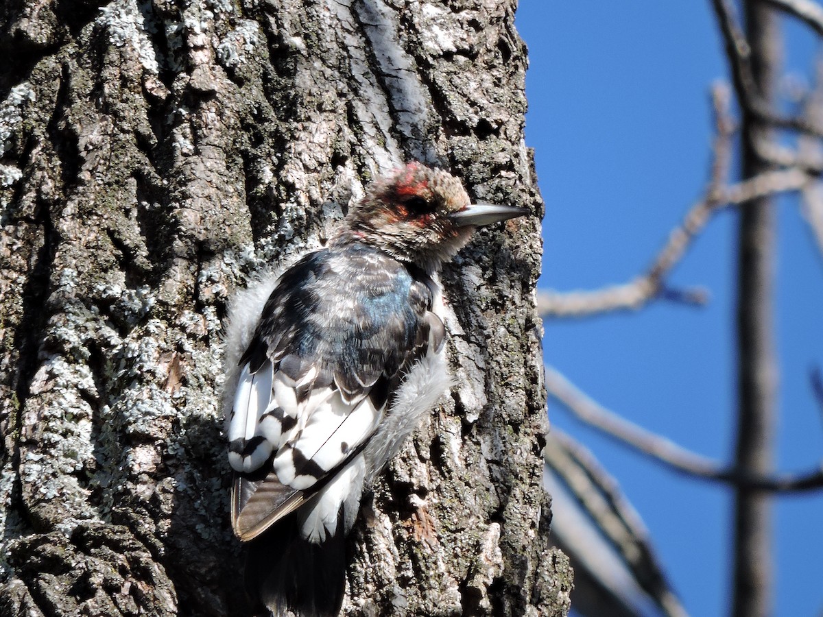 Red-headed Woodpecker - ML25217491