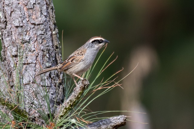 Lateral view (presumably subspecies&nbsp;<em>superciliosus).</em> - Striped Sparrow - 