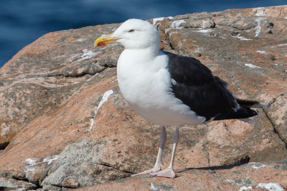 Great Black-backed Gull - Jeff Stacey