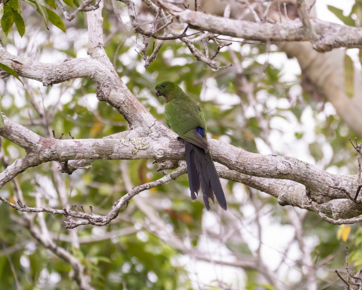 Papuan King-Parrot - David Howe & Rosanne Dawson