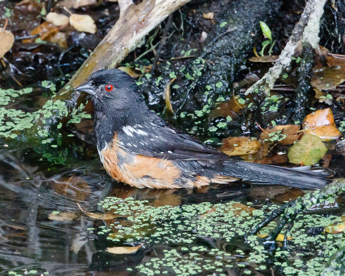 Spotted Towhee - Jeff Stacey