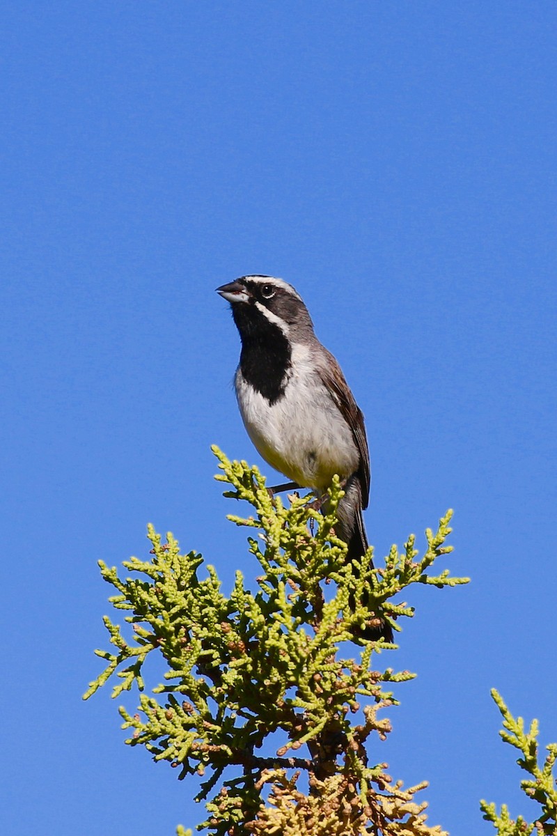 Black-throated Sparrow - ML252181581