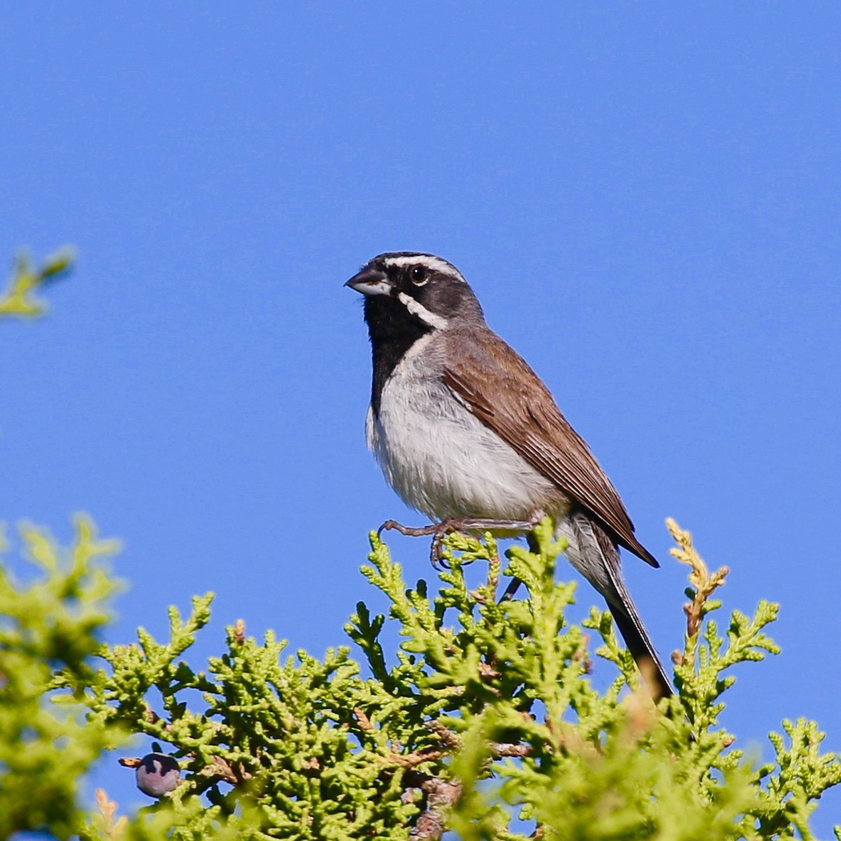 Black-throated Sparrow - ML252181641