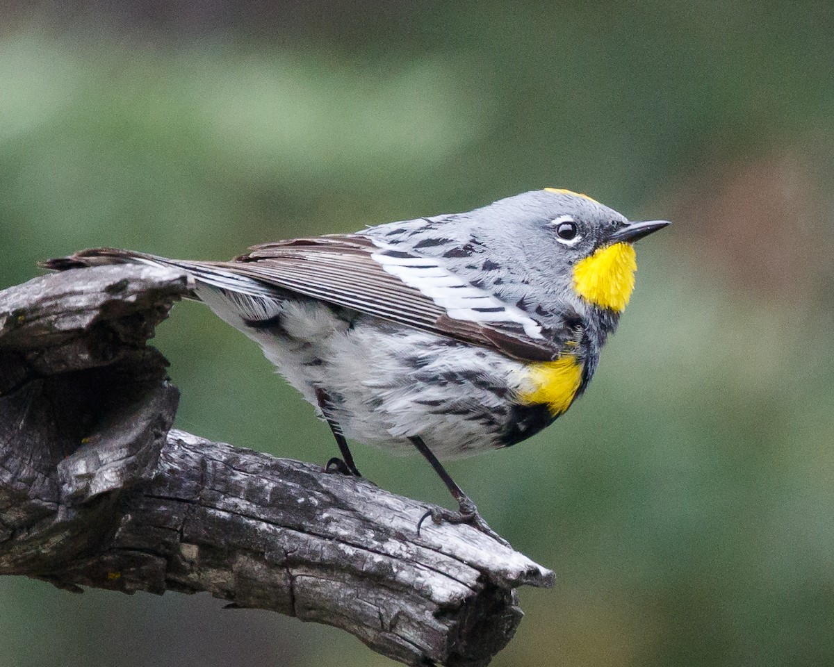 Yellow-rumped Warbler (Audubon's) - Jeff Stacey