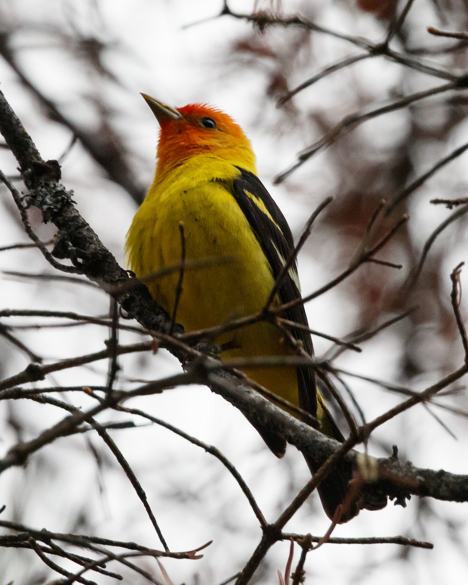 Western Tanager - Jeff Stacey
