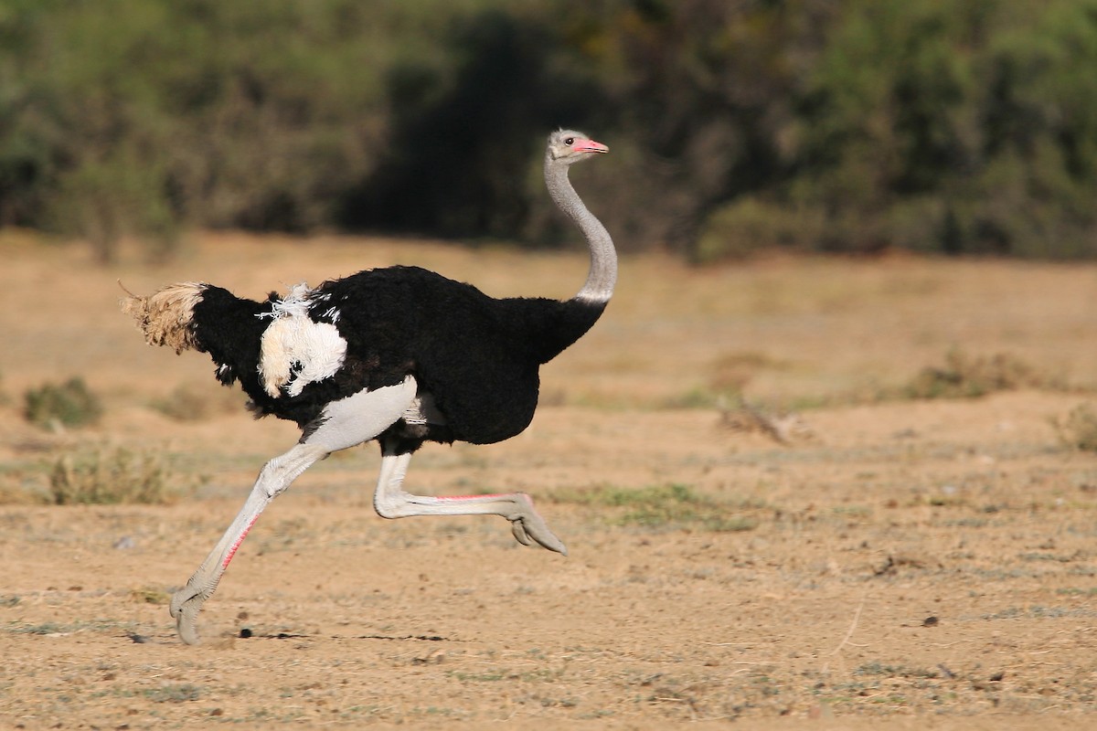 Common Ostrich - Bruce Robinson