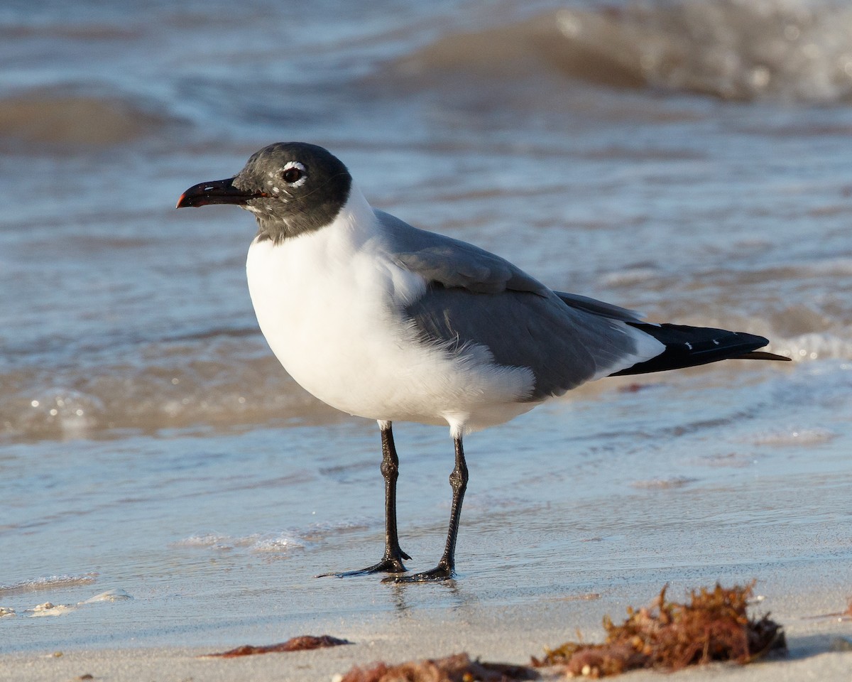 Laughing Gull - Jeff Stacey