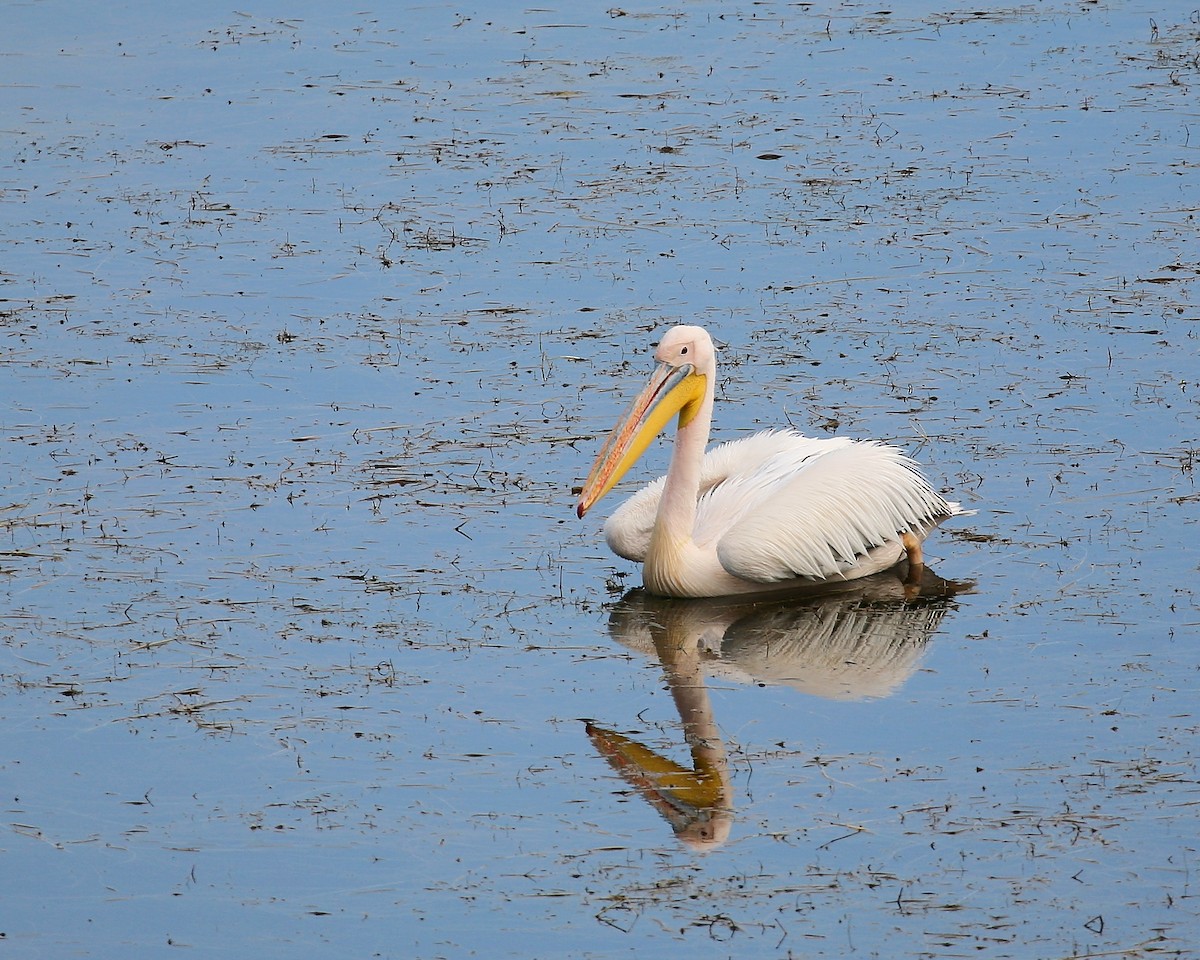 Great White Pelican - Bruce Robinson
