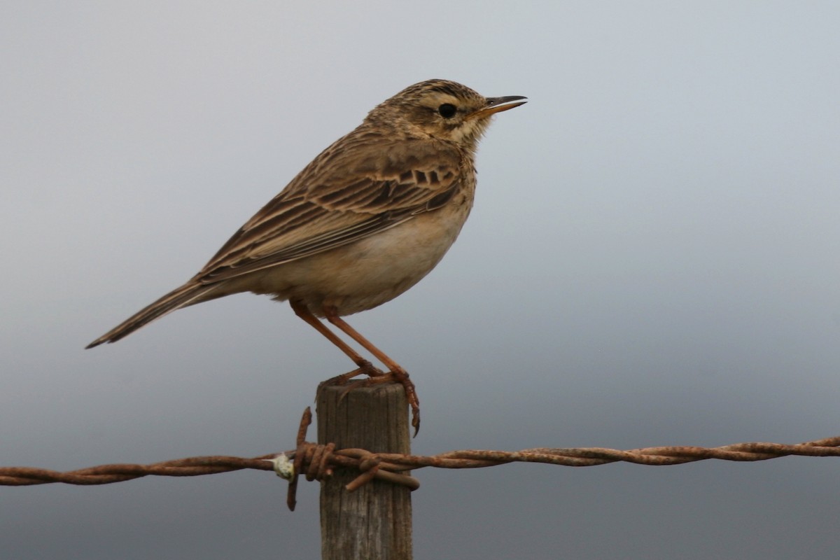 African Pipit - Bruce Robinson