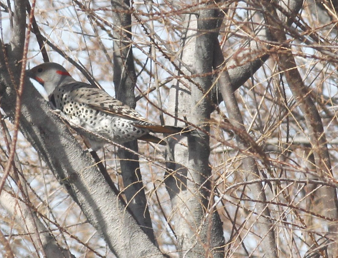 Northern Flicker (Yellow-shafted x Red-shafted) - David Hurst