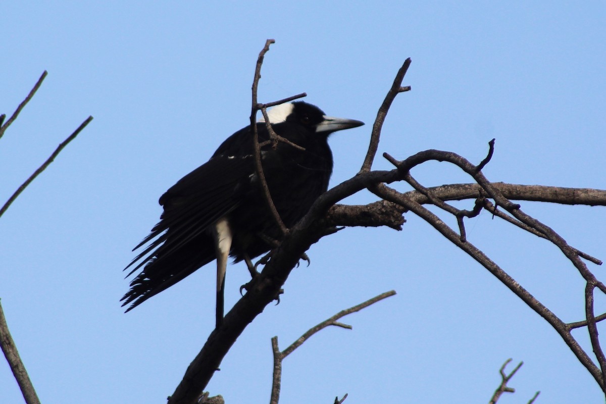 Australian Magpie (Black-backed) - ML252191441