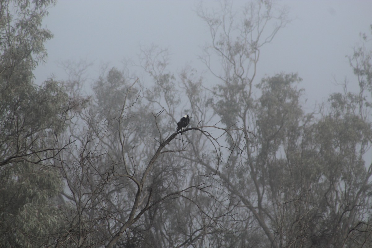 Australian Magpie (Black-backed) - ML252191481