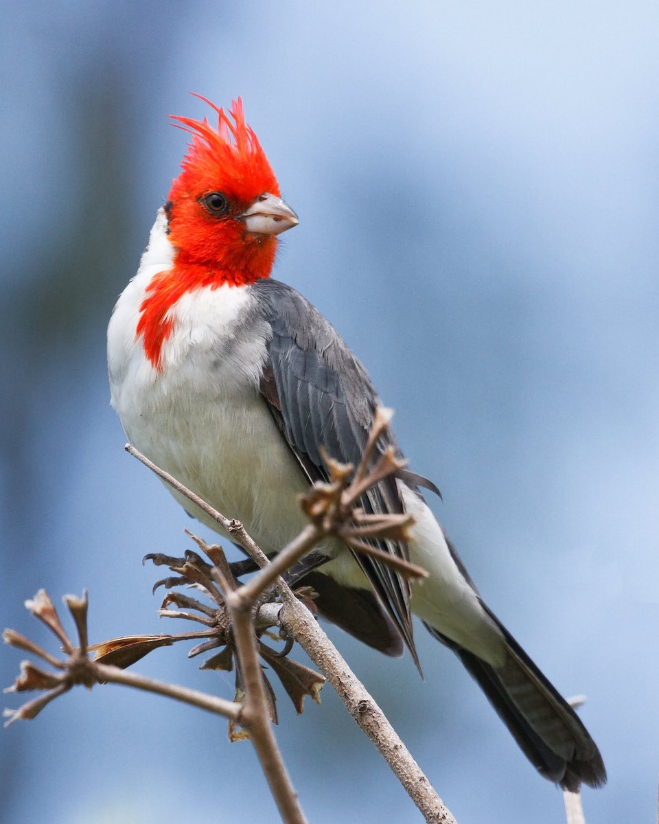 Red-crested Cardinal - Jeff Stacey